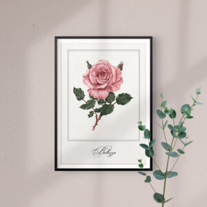 rose-print